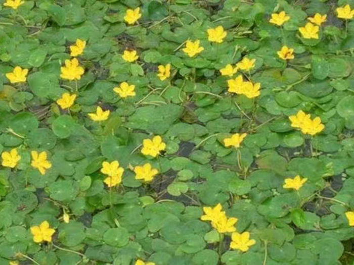 荇菜